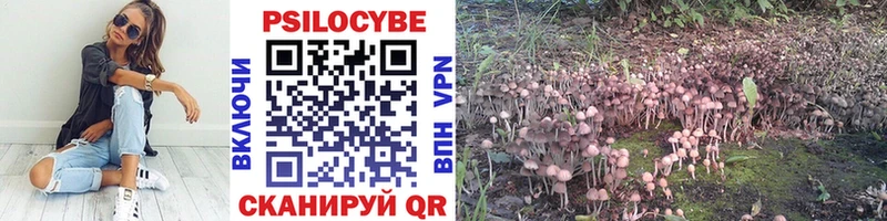 Галлюциногенные грибы Psilocybe  Карачаевск 